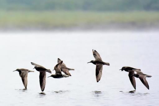キアシシギの群れ キアシシギの群れ キアシシギ,鴫,北海道の写真素材