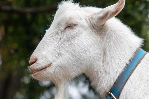 白いヤギ 白いヤギ ヤギ,動物園,動物の写真素材