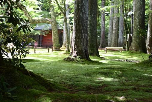緑に包まれて・・・ 緑に包まれて・・・ やさしい,苔,庭の写真素材