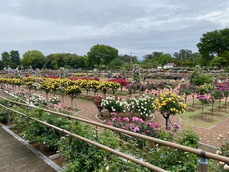 ガーデン 薔薇,バラ,ピンクの写真素材