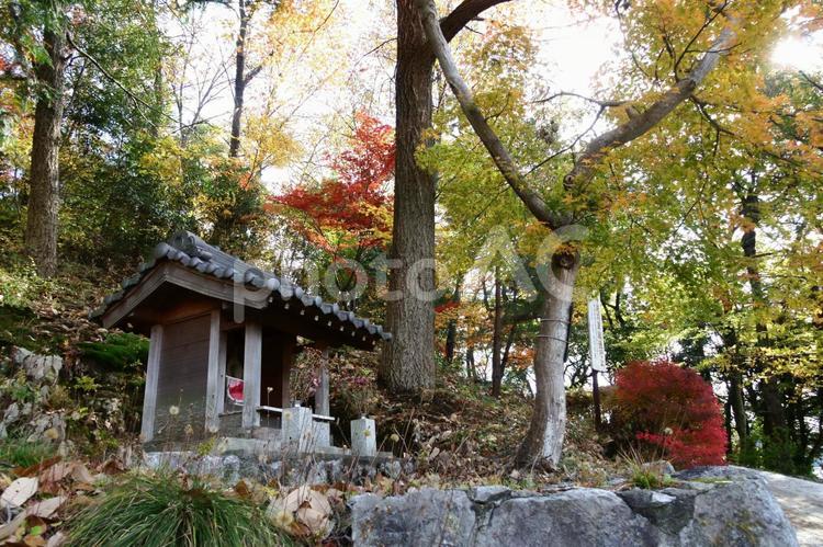 祠と雑木林の紅葉です 秋,祠,紅葉の写真素材