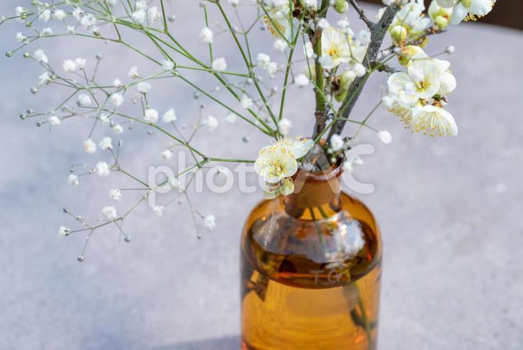 茶色い瓶の白梅とかすみ草 瓶,白梅,梅の写真素材