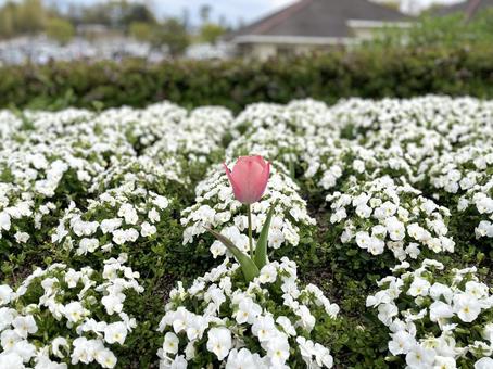 Tulips, JPG Tulips, JPG