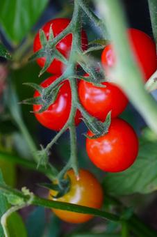 ミニトマト 赤い ミニトマト 赤いの写真