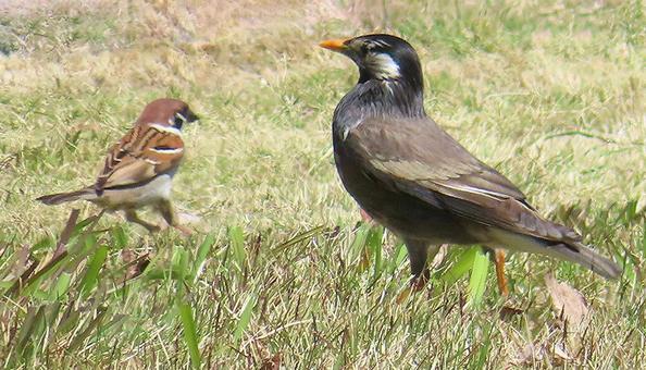 Sparrows & Starlings, JPG Sparrows & Starlings, JPG