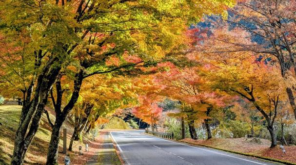 もみじトンネル もみじ,オータム,紅葉の写真素材