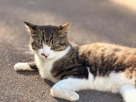眠そうなキジシロ猫 眠そうなキジシロ猫の写真