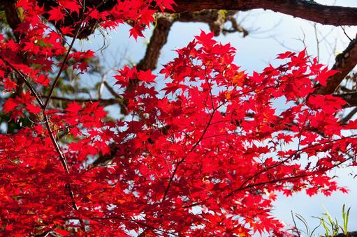 紅葉 紅葉の写真