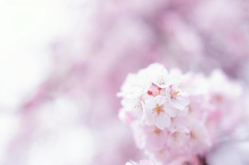 ふんわりとした桜の花びら ふんわりとした桜の花びらの写真