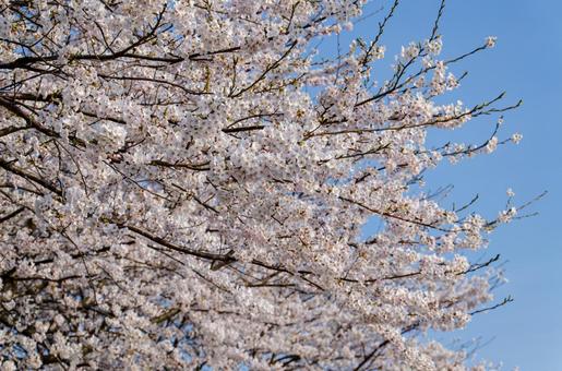 満開の桜と青空 満開の桜と青空の写真