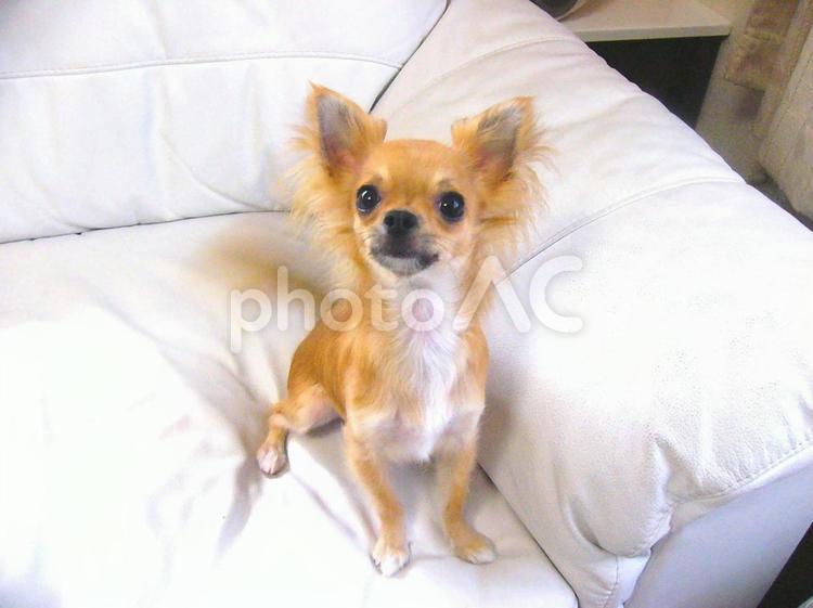 白いソファの上のチワワ チワワ,犬,ペットの写真素材