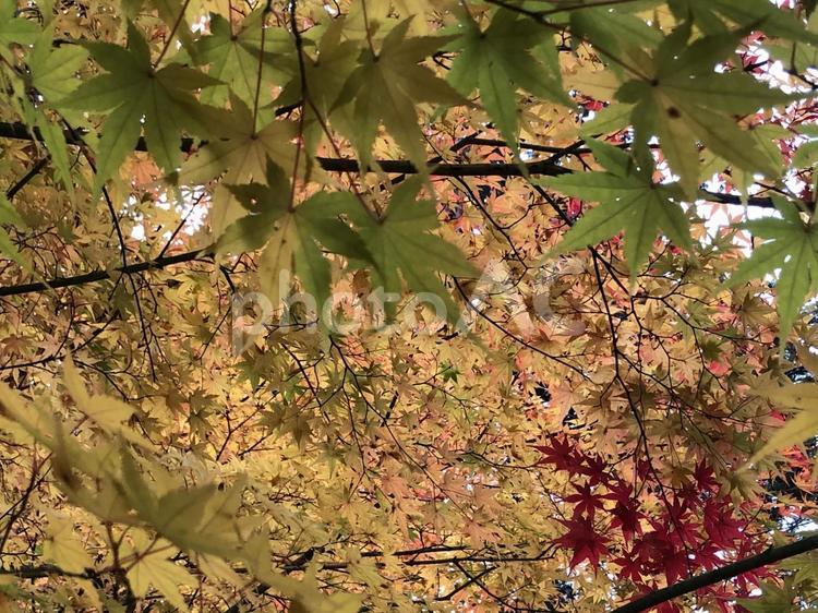 黄金色に染まる瞬間｜黄色いもみじのアップ 紅葉のタグ,紅葉,もみじの写真素材