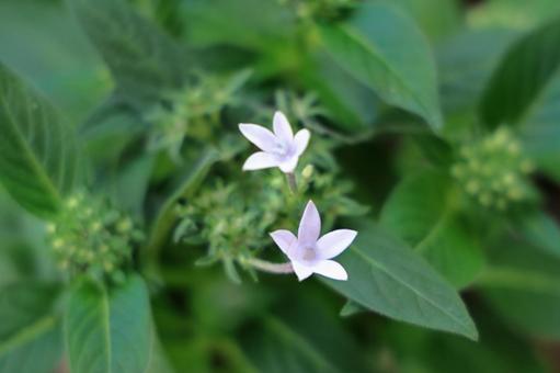 White Pentas Flower, JPG White Pentas Flower, JPG