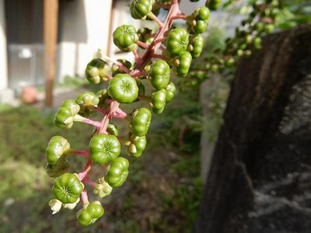 【植物写真】ヨウシュヤマゴボウ 【植物写真】ヨウシュヤマゴボウの写真