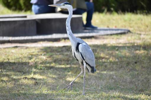 Photo, bird, park, walk, 