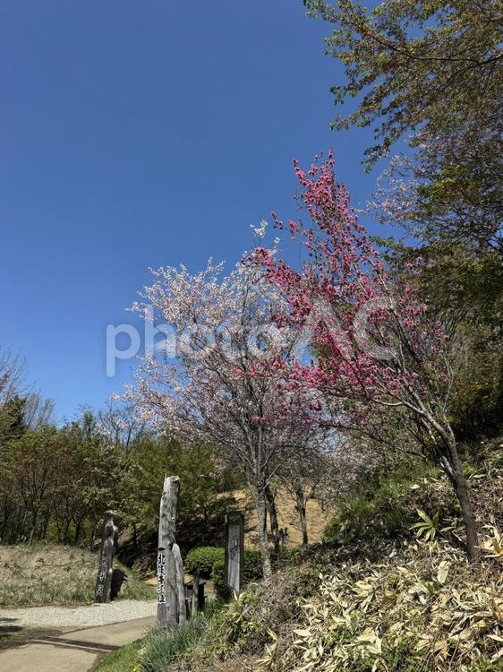 桜と花桃（北熊井城跡） 花桃,ハナモモ,風景の写真素材