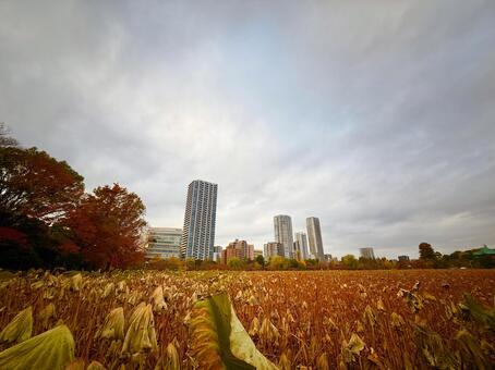 秋の不忍池とビル群と空模様 不忍池,上野,空の写真素材