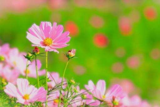 可憐なピンクのコスモスの花 可憐なピンクのコスモスの花 植物,花,コスモスの写真素材