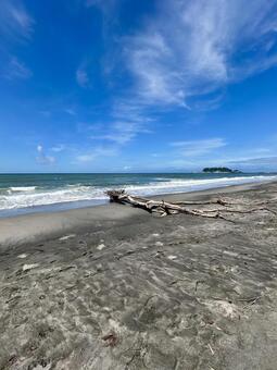 海と流木 海,流木,江ノ島の写真素材