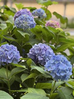 アジサイ6 アジサイ,紫陽花,あじさいの写真素材