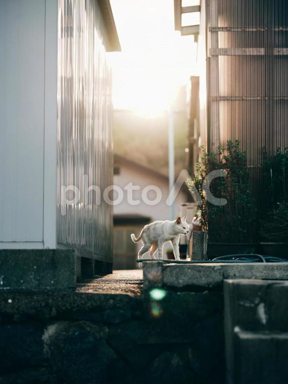 夕陽に照らされた野良猫 猫,野良猫,外の写真素材