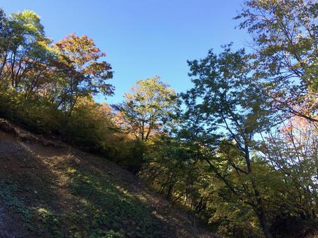 秋の山道の斜面と木々の光 秋,斜面,山道の写真素材