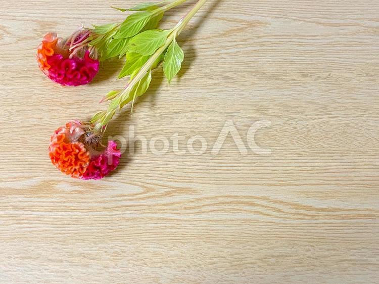 鶏頭と木目のテーブル 木目背景,鶏頭,花の写真素材