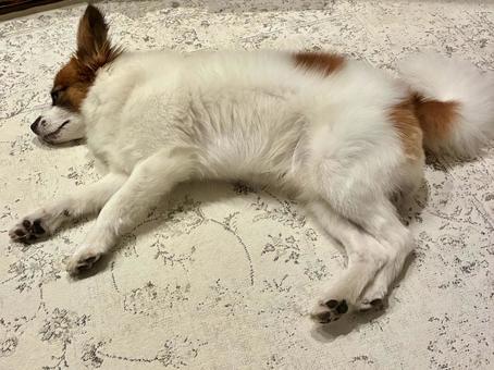 病気犬 病気犬の写真
