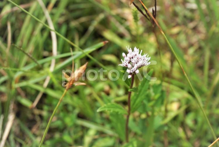 秋の野の花２ 秋,秋の花,花の写真素材