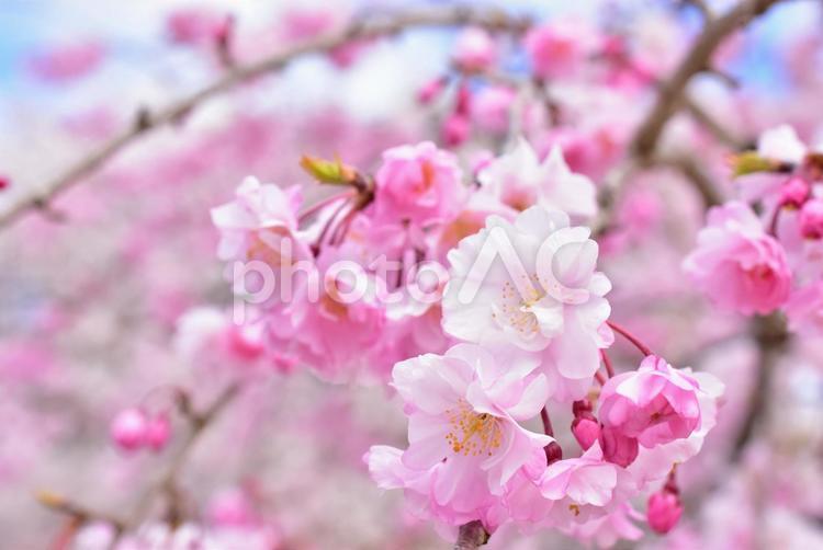 ピンクに咲き誇る満開の桜の花 桜,花,満開の写真素材