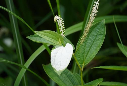 Pinellia tuber, JPG