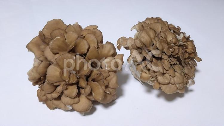 複数の舞茸 舞茸,まいたけ,きのこの写真素材