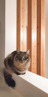 ねこ 猫,ねこ,ふわふわの写真素材