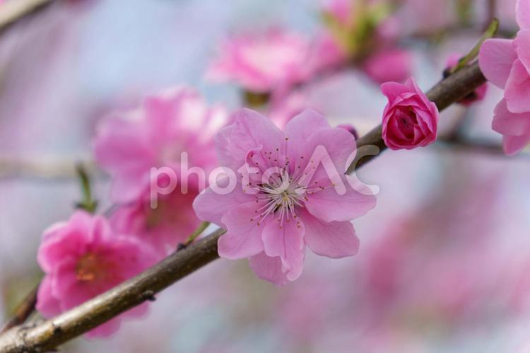 柔らかい色が可愛い桃の花 花,桃色,植物の写真素材