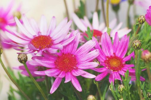 Pink Flower, JPG