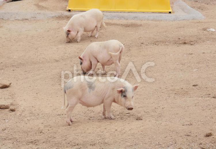 3匹のミニ豚 ミニ豚,豚,3匹の写真素材