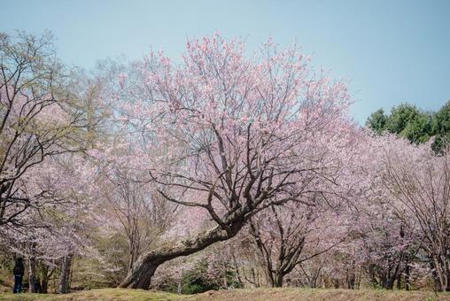 Large cherry tree in full bloom, JPG Large cherry tree in full bloom, JPG