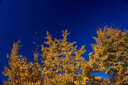 青空とイチョウ イチョウ,いちょう,11月の写真素材