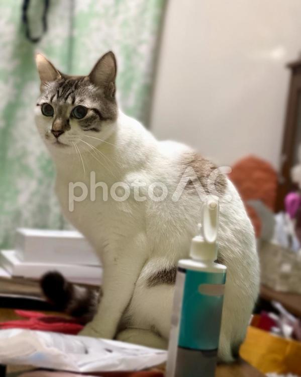 机の上でお座りするシャムミックス猫　 猫,シャムトラ,微睡むの写真素材