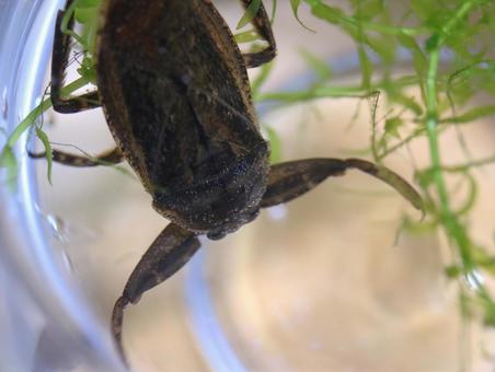 Photo, natural, tagame, cocoon beetle, 