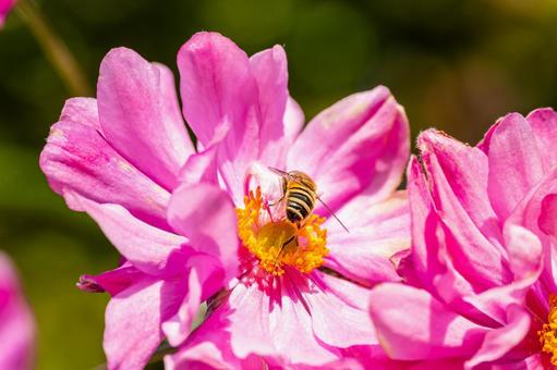コスモス(71) 花,コスモス,ミツバチの写真素材