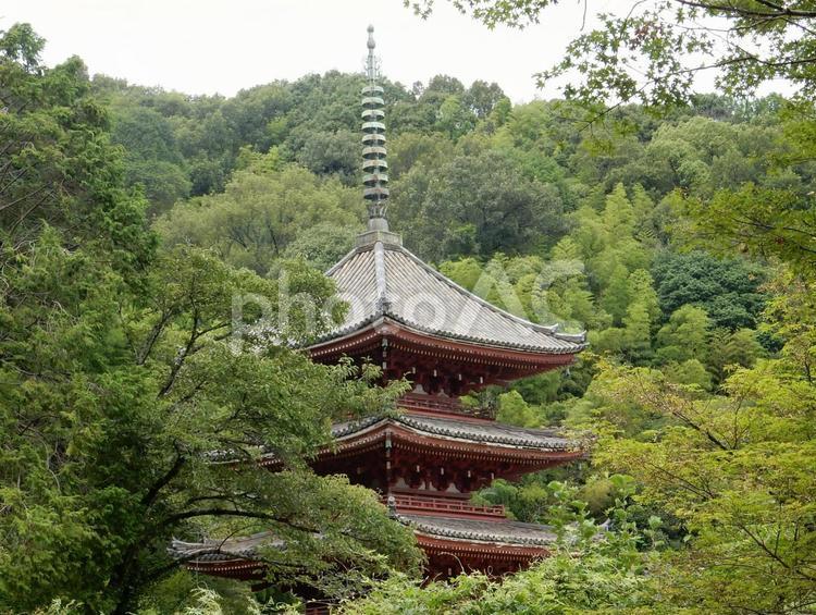 【風景写真】明王院の風景 五重塔,明王院,国宝の写真素材