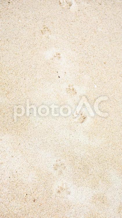 砂浜についた足跡と貝殻　犬の足跡 砂,ビーチ,海の写真素材