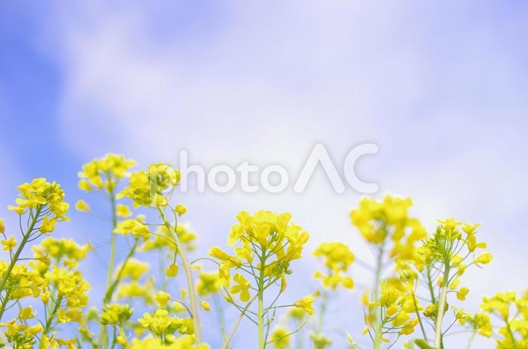 春の訪れ　菜の花畑 菜の花,春,花の写真素材