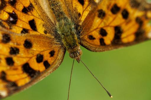 花の蜜を吸うタテハ蝶 花の蜜を吸うタテハ蝶 昆虫,虫,蝶の写真素材
