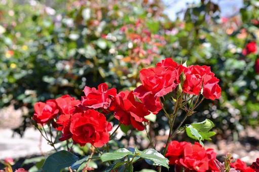 薔薇　アンダルシアン 薔薇,アンダルシアン,赤の写真素材