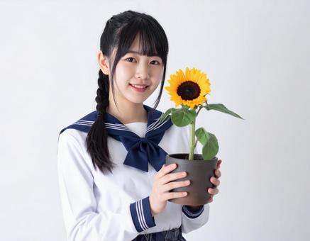 向日葵の鉢をもつ女子生徒 向日葵の鉢をもつ女子生徒の写真