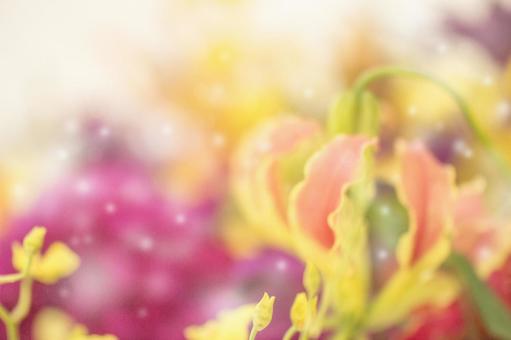 花 花の写真