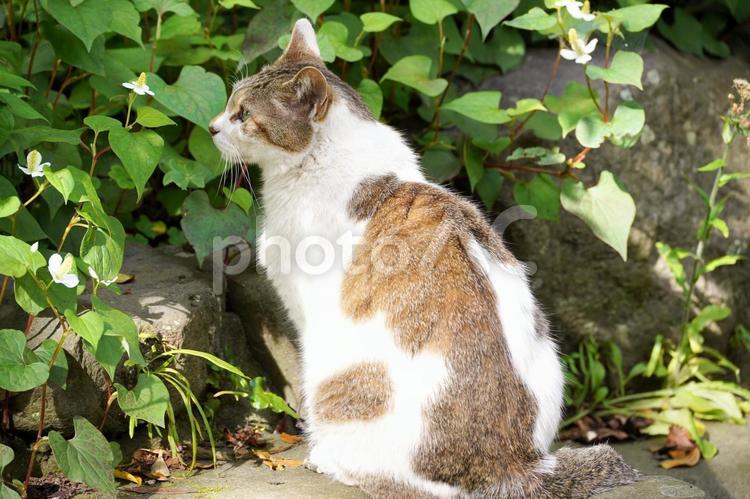 屋外でくつろぐ猫の横顔 猫,ネコ,動物の写真素材