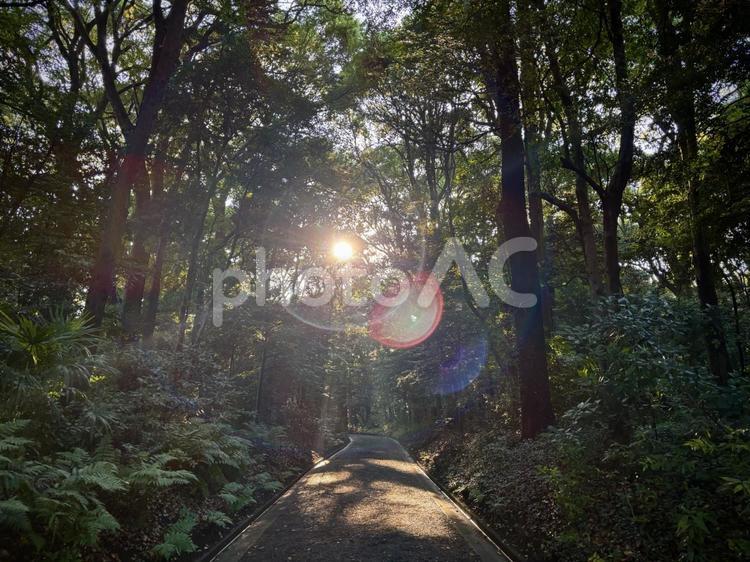 森の中の道 自然,木々,風景の写真素材